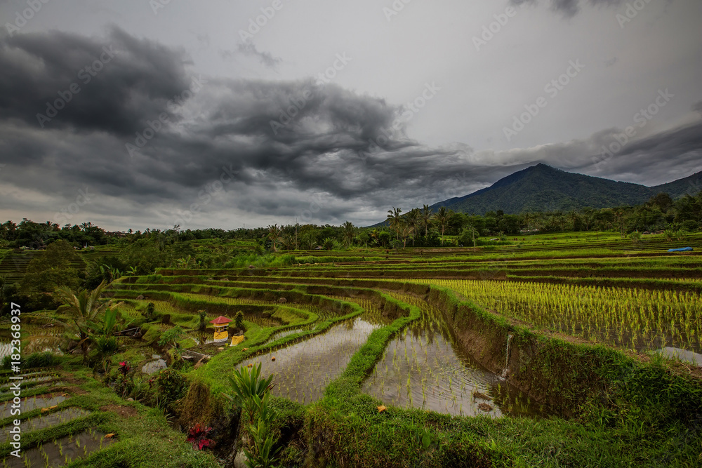Naklejka premium View to the Jatiluwih rice terraces at sunrise on Bali island, Indonesia