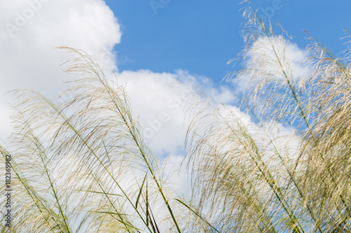 Reeds waving in the winds Bright blue sky.(The Red grass. The Giant reed.The Great reed.)
