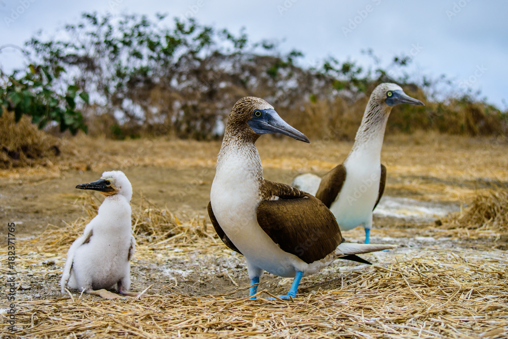 Blue Footed Booby (Sula nebouxii)