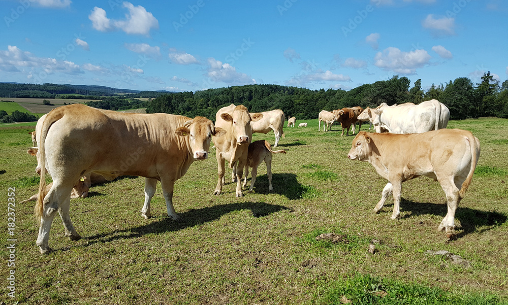 Fleischkuehe, Aquitaine, Rinder, Blonde, d' Aquitaine Fleischkuehe, Aquitaine, Rinder, Blonde, d' Aquitaine