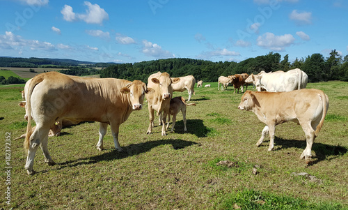 Fleischkuehe, Aquitaine, Rinder, Blonde, d' Aquitaine