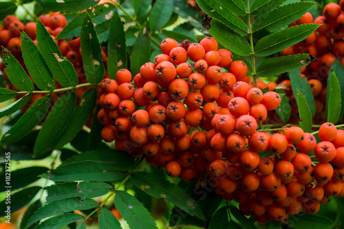 Branches of rowan tree with red ripe berries. Selective focus. Shallow depth of field.
