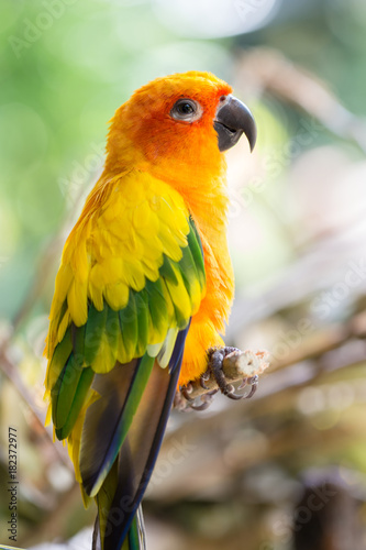 Closeup of yellow parrot bird, sun conure, Thailand.