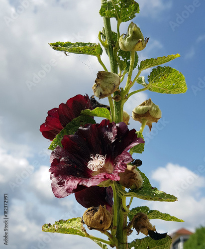 Stockrose, Althaea, nigra, Heilpflanze photo