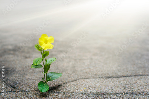 Fényképezés Yellow flower growing on crack street, hope concept