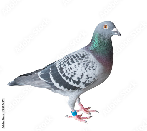 side view full body of homing pigeon bird isolated white background