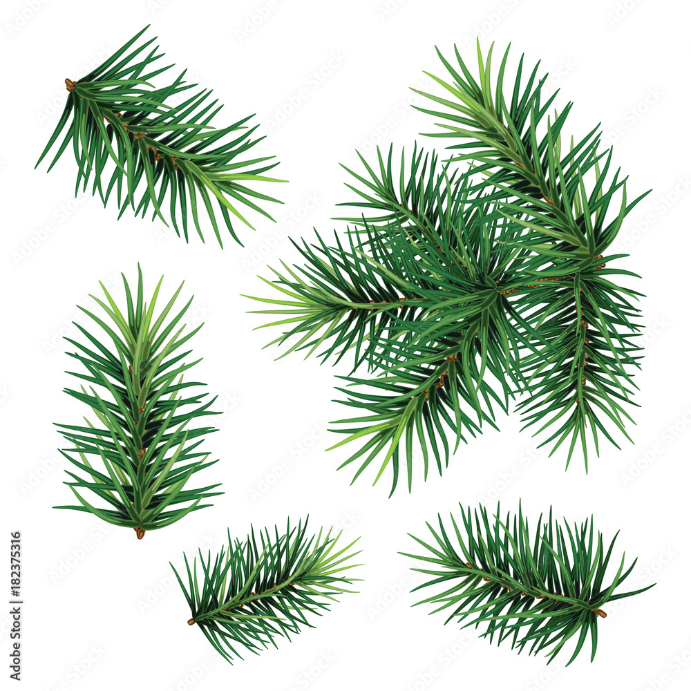 Set: fir-tree branches for festive design. Close-up. Isolated. Christmas. New Year. Set: fir-tree branches for festive design. Close-up. Isolated. Christmas. New Year.