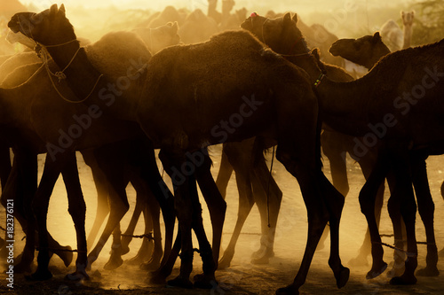 Camels in Pushkar desert, India
