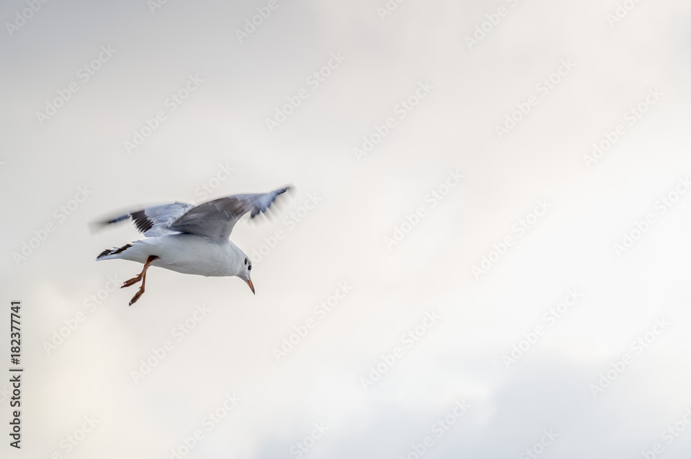 Obraz premium Seagull
