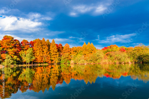 Beautiful autumn leaves landscape in Shakujii Park, Tokyo, Japan photo