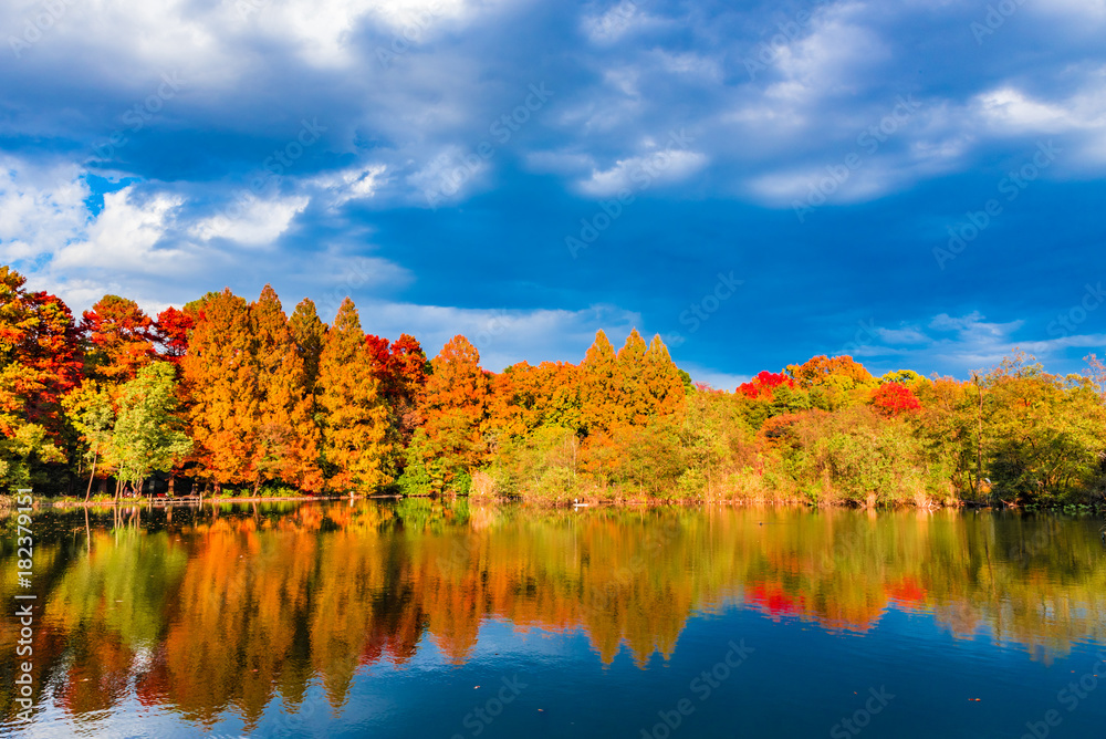 Beautiful autumn leaves landscape in Shakujii Park, Tokyo, Japan