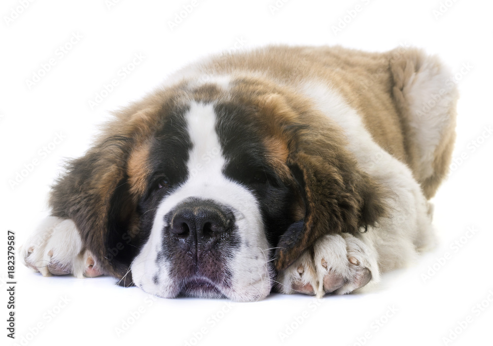 puppy saint bernard