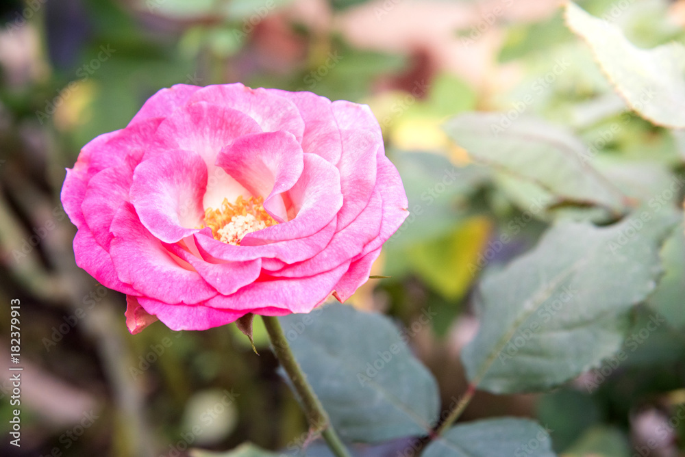 beautiful rose flower in the garden on a sunny day.