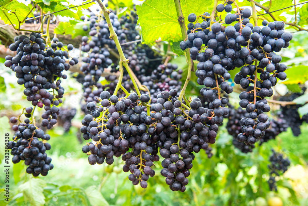  bunches of ripe red wine grapes.