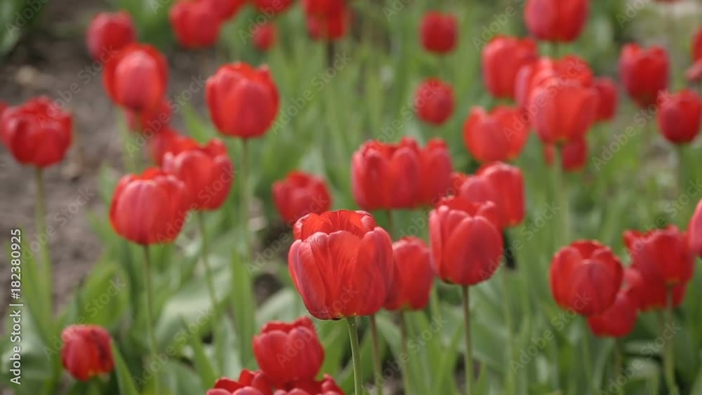 Closeup panoramic shot of Red Tulips on the wind in the garden Closeup panoramic shot of Red Tulips on the wind in the garden