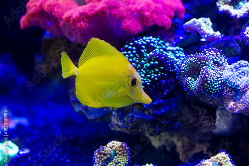 Yellow tang (Zebrasoma flavescens) in reef tank