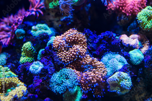 Colorful Ricordea florida Mushroom Coral