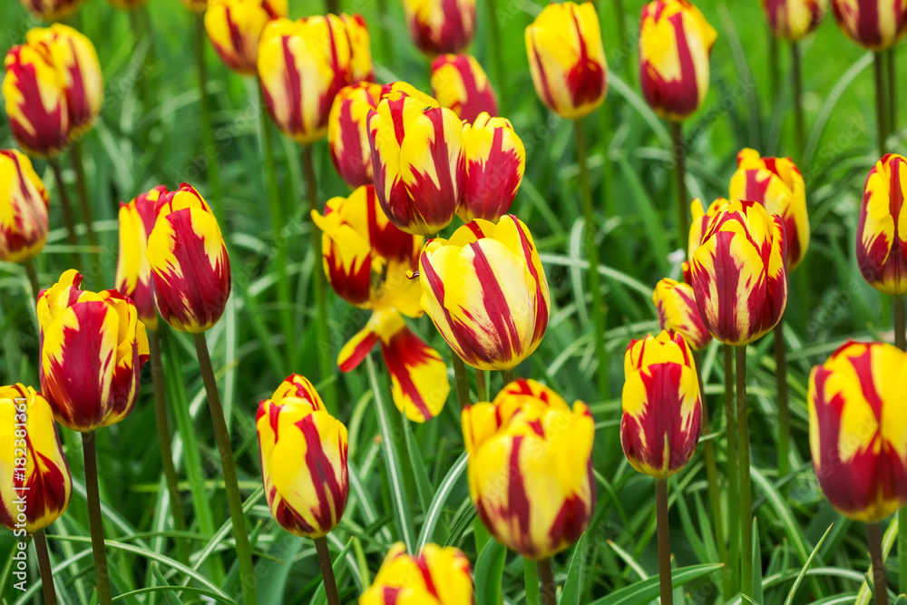 tulip yellow flowers