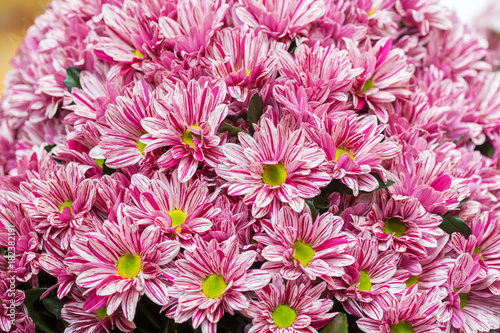 Pink chrysanthemum flowers macro image