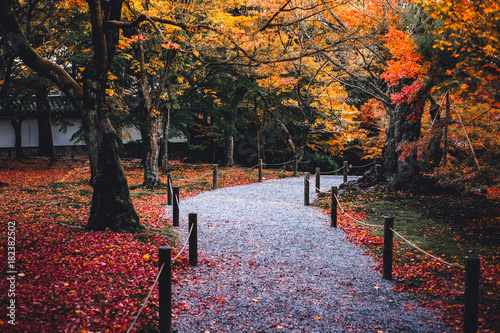 Path in the colourful leaves in autumn park landscape, Japan autumn season travel concept