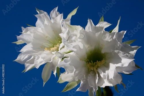 cactus amazing white flower closeup