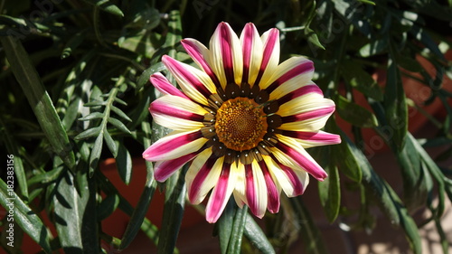 gazania amazing white-purple flower closeup