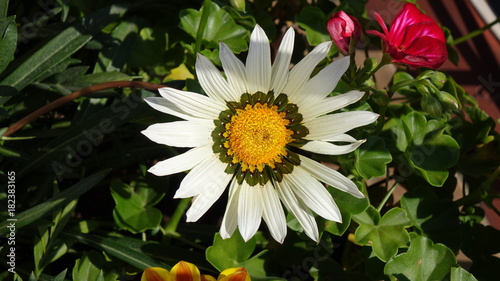 gazania amazing white flower closeup
