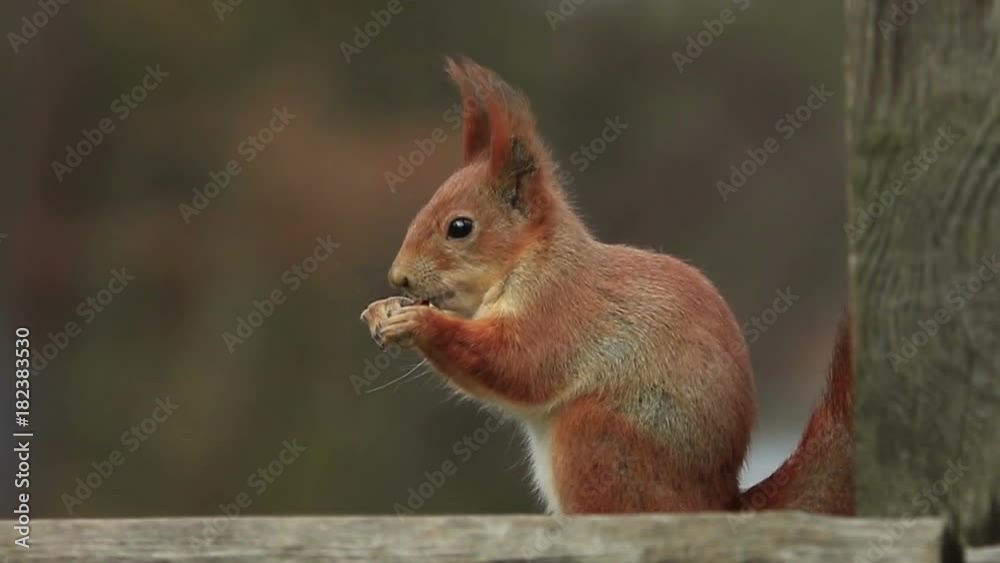 Single red squirrel sits and eats from it's paws and than runs away (720p, 25fps)
