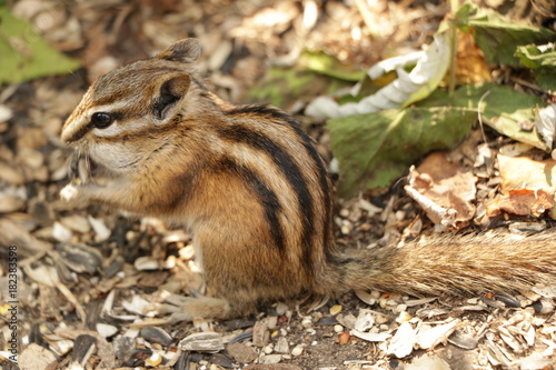 Chipmunk