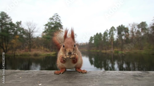 Funny squirrel grabs the walnut at the wooden bridge in a park and run away (1080p, 25fps)