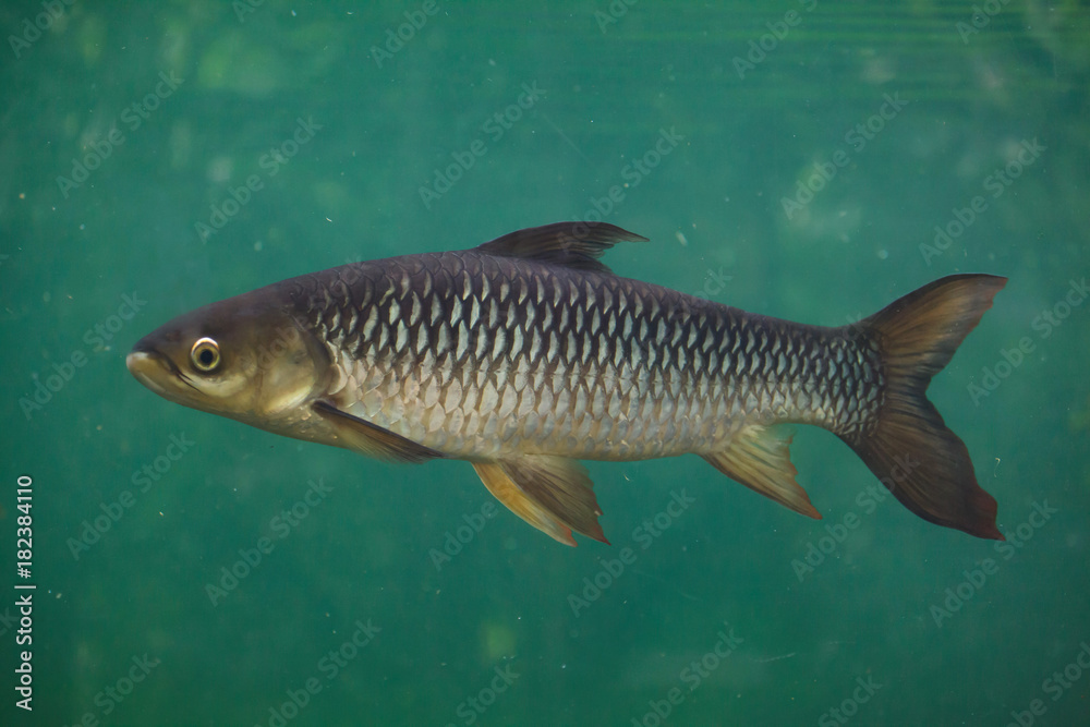 Naklejka premium Hoven's carp (Leptobarbus hoevenii)