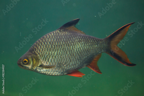 Tinfoil barb (Barbonymus schwanenfeldii)