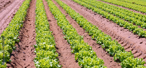 intensive cultivation of green lettuce in fertile sandy soil in