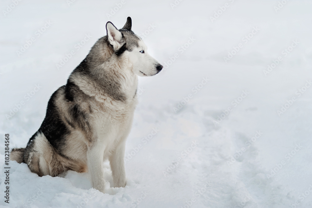 dog husky on snow. Symbol of new year 2018 dog husky on snow. Symbol of new year 2018