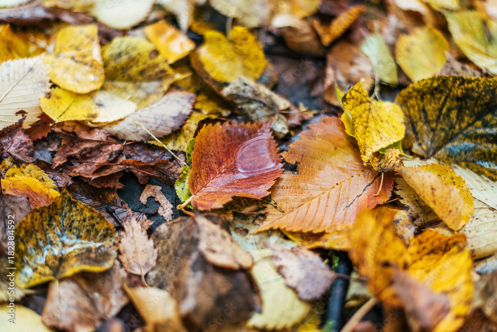 Multicolored wet leaves after a rain. Autumn milking. Drops of water on the leaves. Beautiful background of leaves on the ground.