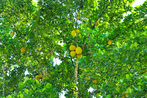 Ripe breadfruit (Artocarpus altilis) on a tree
