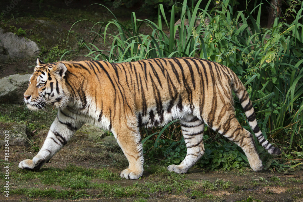 Naklejka premium Tygrys syberyjski (Panthera tigris altaica)
