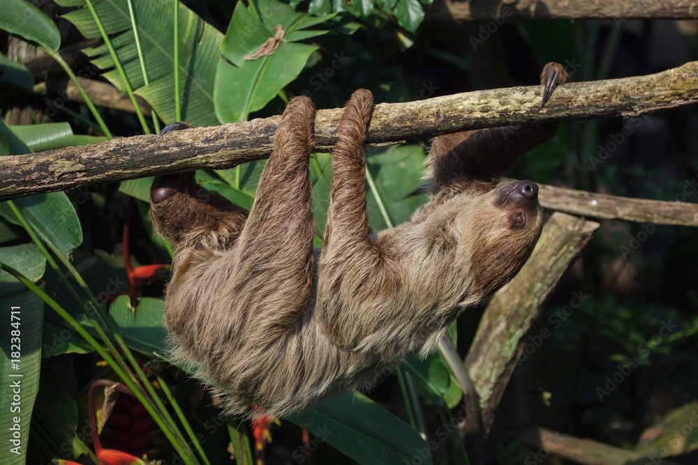 Fototapeta premium Linnaeus's two-toed sloth (Choloepus didactylus)