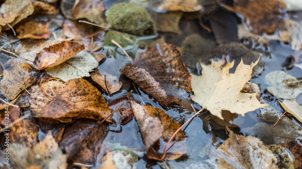 Multicolored wet leaves after a rain. In the water in nature. In the puddle the foliage is wet. Beautiful background of leaves on the ground. Brown orange foliage. Multicolored wet leaves after a rain. In the water in nature. In the puddle the foliage is wet. Beautiful background of leaves on the ground. Brown orange foliage.
