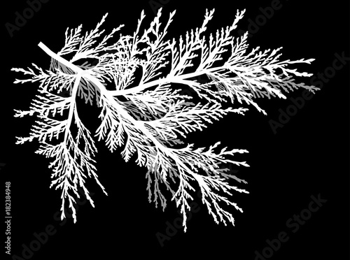 Wallpaper Mural white and grey branches isolated on black Torontodigital.ca