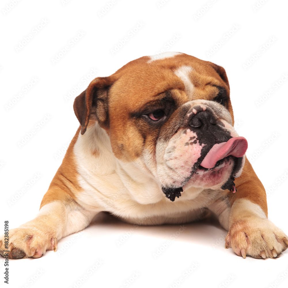 grumpy english bulldog is sticking out tongue to side