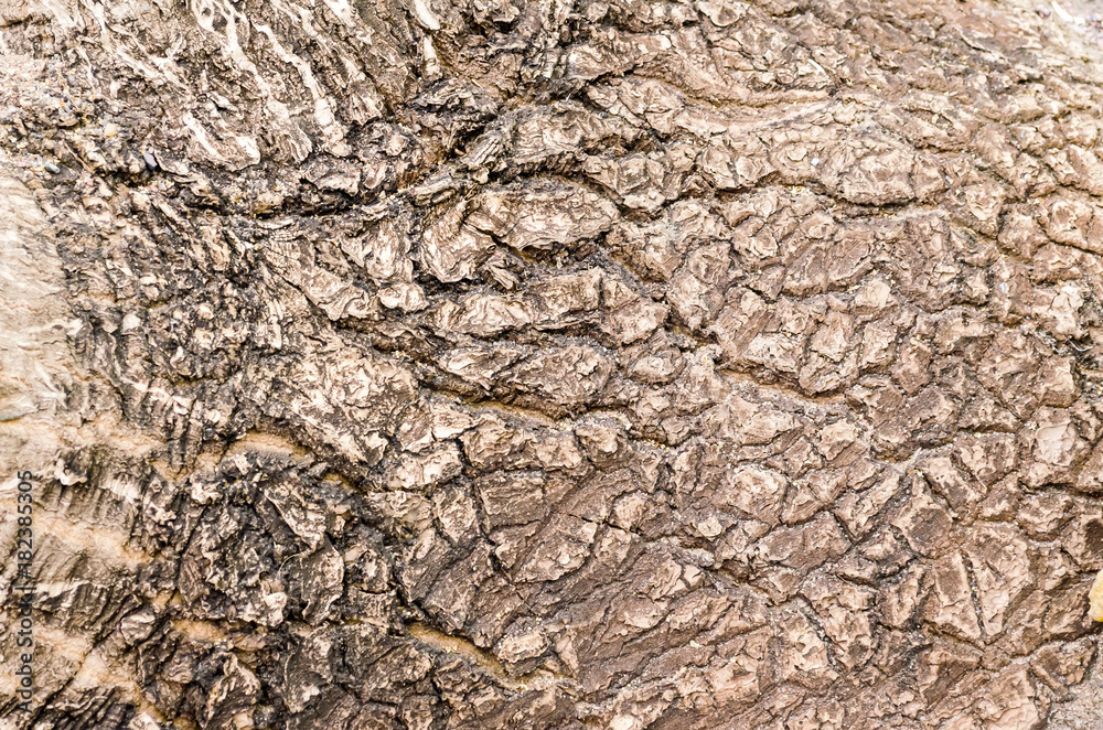 Texture of tropical tree bark close up view.