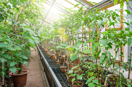 A lot of pots with tropical plants in the greenhouse.