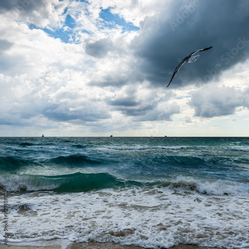 Miami Beach. Florida. Birds on the beach sand.