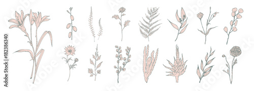 Collection of hand drawn pink flowers, ferns and succulent isolated on white background. Bundle of botanical drawings of elegant wild plants, floral decorations. Vintage natural vector illustration.