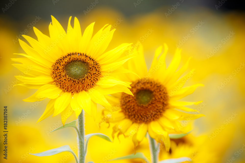 Obraz premium ひまわりの花