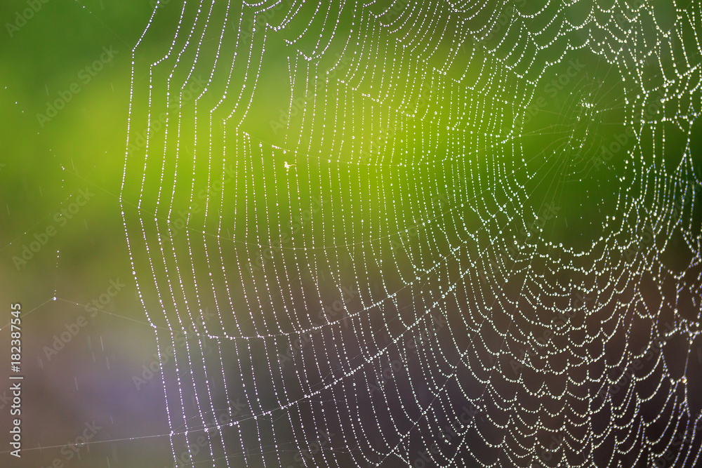 蜘蛛の巣と水滴 蜘蛛の巣と水滴