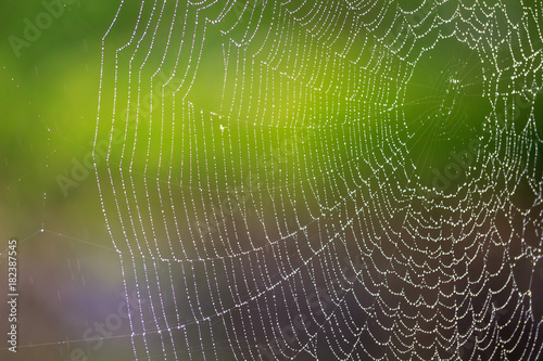 蜘蛛の巣と水滴