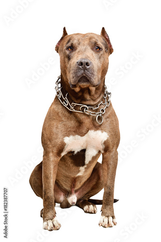 Fototapeta Naklejka Na Ścianę i Meble -  Serious pit bull dog isolated on white background