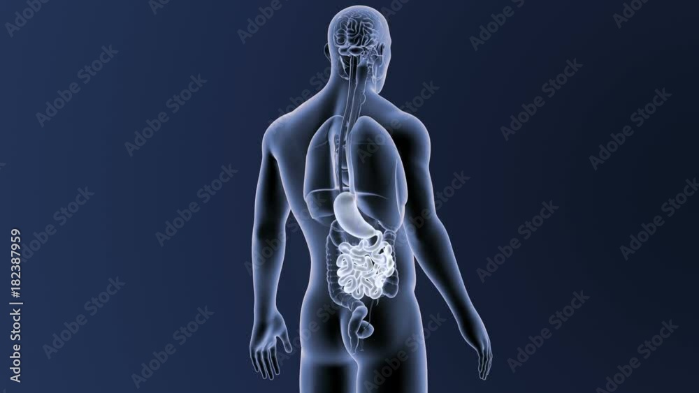 Stomach and Small Intestine with Organs Stomach and Small Intestine with Organs